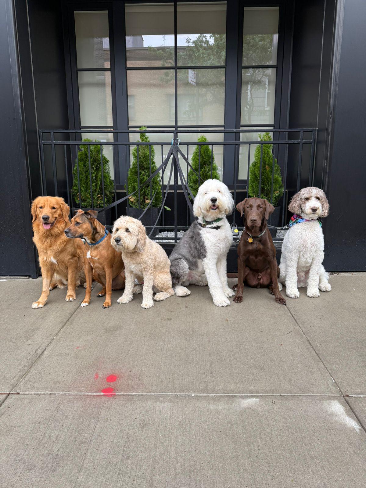 Fido Playhouse — PHOTO-2025-05-22-12-46-37 2